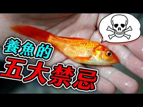 家裡養什麼魚最好|養魚新手入門：12個教學讓你養魚一次上手（新手必讀）